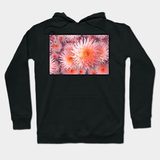 Infinite Pink Spiky Dahlias Hoodie